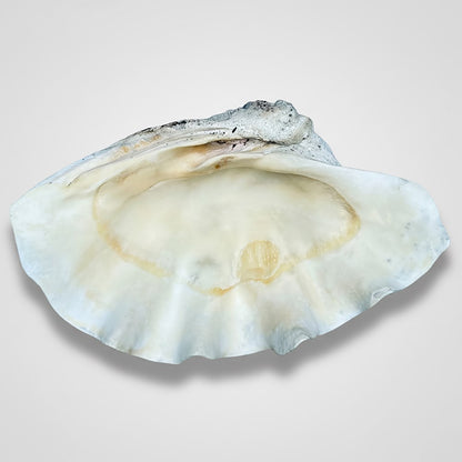 Tridacna gigas - Giant clam half B-Grade (89cm)