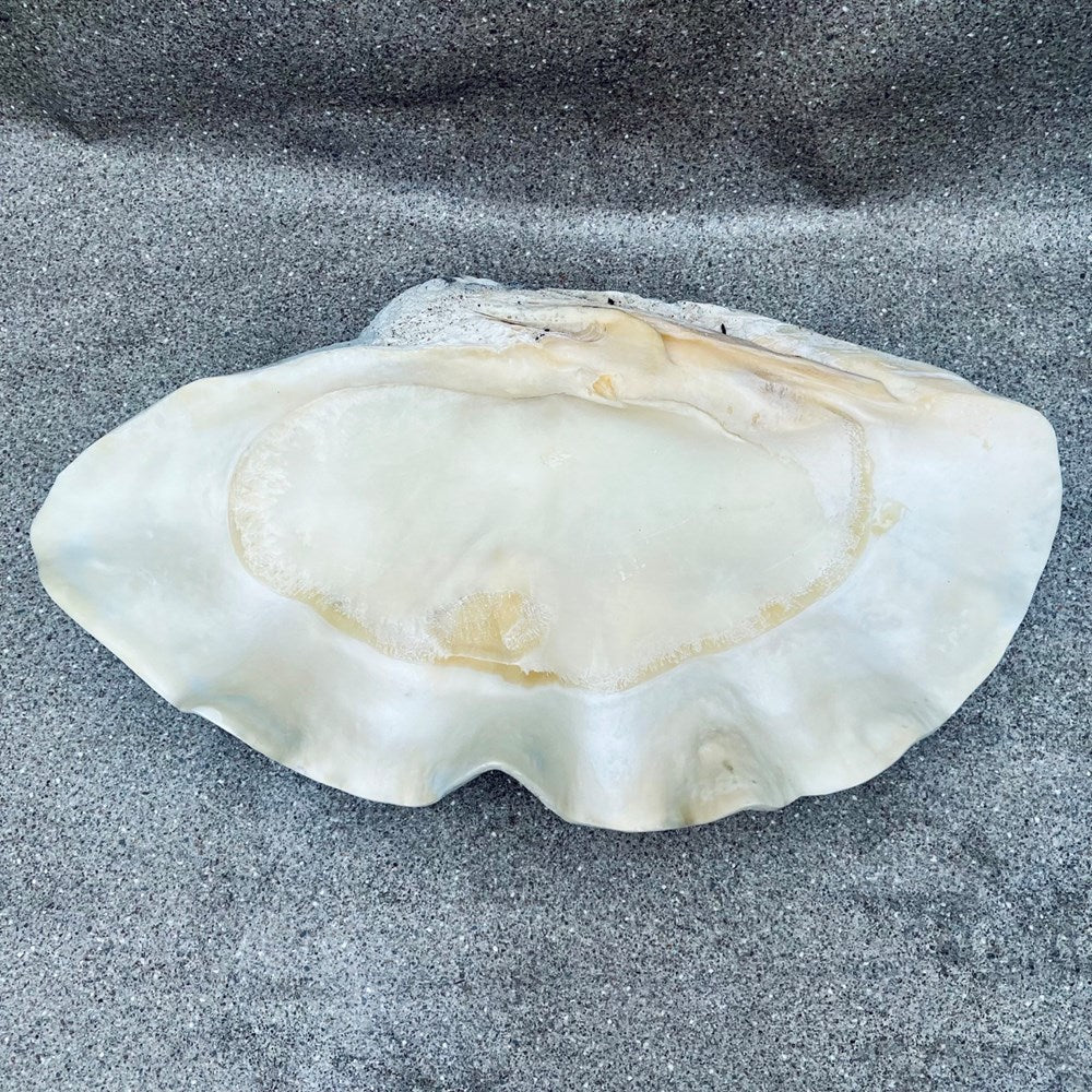 Tridacna gigas - Giant clam half A-Grade (89cm)
