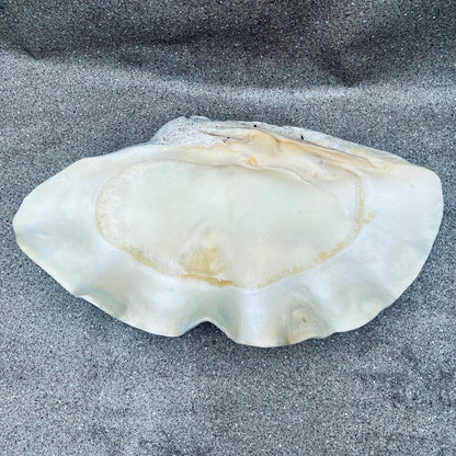 Tridacna gigas - Giant clam half A-Grade (89cm)