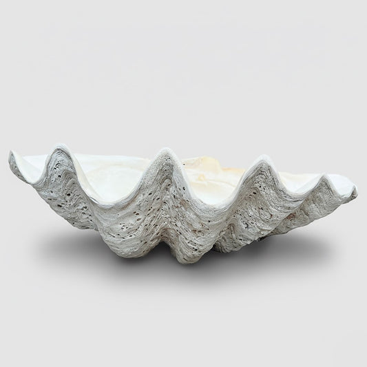 Tridacna gigas - Giant clam half A-Grade (89cm)
