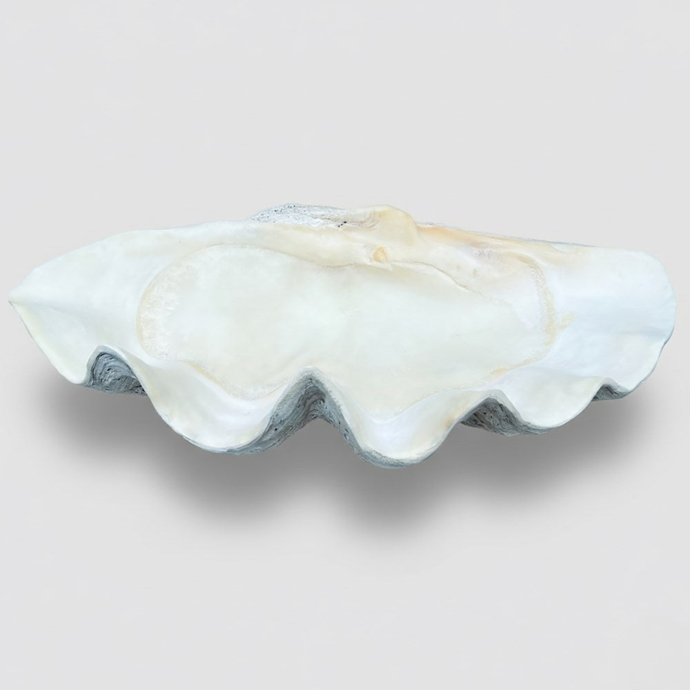Tridacna gigas - Giant clam half A-Grade (89cm)