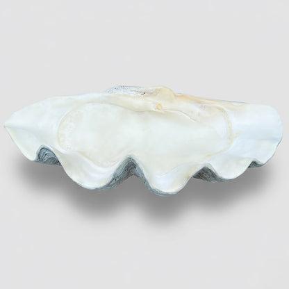Tridacna gigas - Giant clam half A-Grade (89cm)