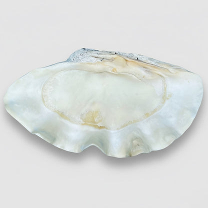 Tridacna gigas - Giant clam half A-Grade (89cm)