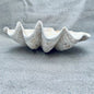 Tridacna gigas - Giant clam half S-Grade (94cm)