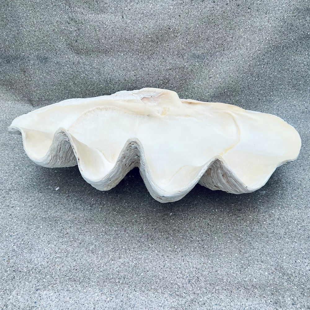 Tridacna gigas - Giant clam half S-Grade (94cm)