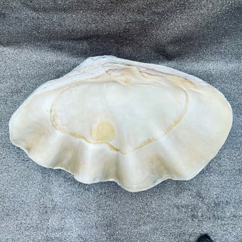 Tridacna gigas - Giant clam half S-Grade (94cm)