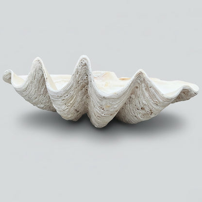 Tridacna gigas - Giant clam half S-Grade (94cm)