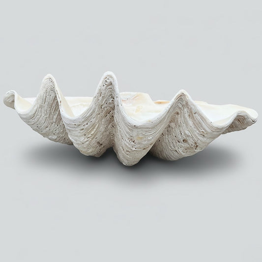 Tridacna gigas - Giant clam half S-Grade (94cm)