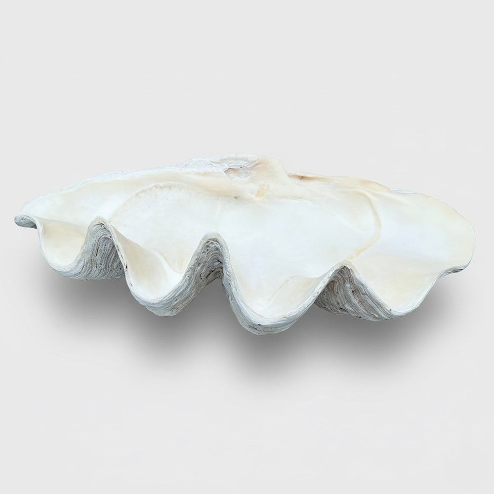 Tridacna gigas - Giant clam half S-Grade (94cm)