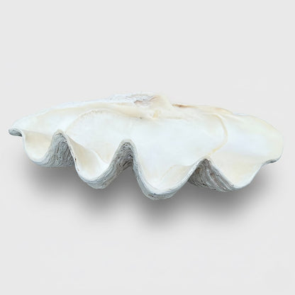 Tridacna gigas - Giant clam half S-Grade (94cm)