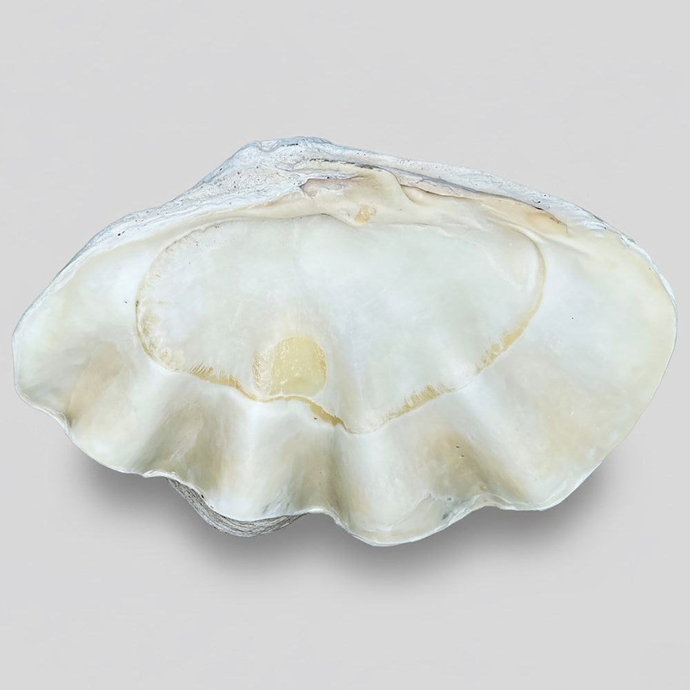 Tridacna gigas - Giant clam half S-Grade (94cm)