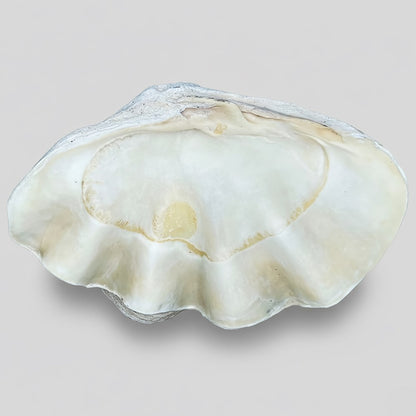 Tridacna gigas - Giant clam half S-Grade (94cm)