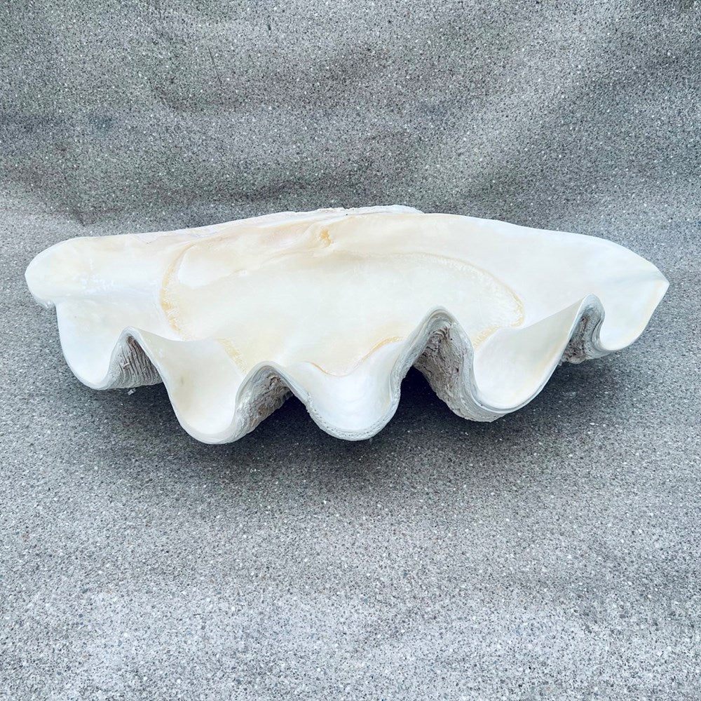 Tridacna gigas - Giant clam half S-Grade (95cm)