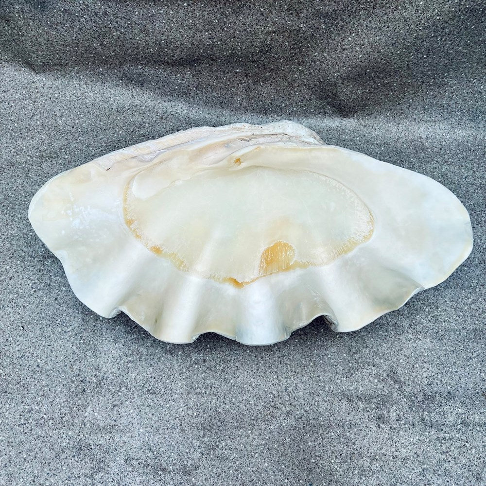 Tridacna gigas - Giant clam half S-Grade (95cm)
