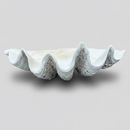 Tridacna gigas - Giant clam half S-Grade (95cm)