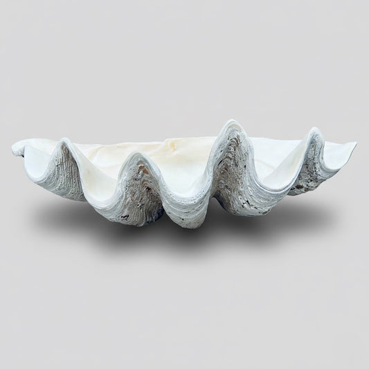Tridacna gigas - Giant clam half S-Grade (95cm)