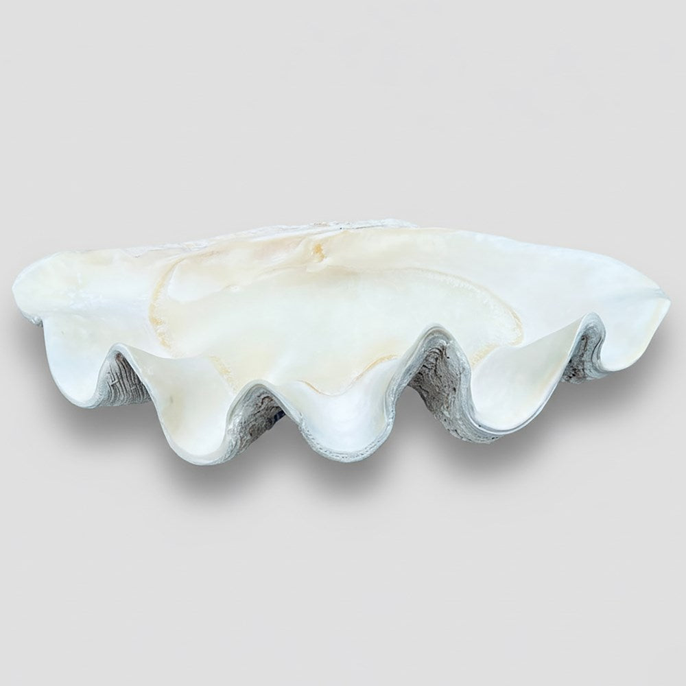 Tridacna gigas - Giant clam half S-Grade (95cm)