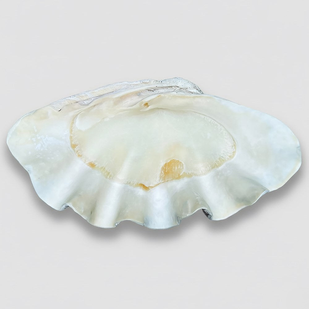 Tridacna gigas - Giant clam half S-Grade (95cm)