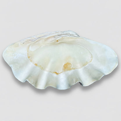 Tridacna gigas - Giant clam half S-Grade (95cm)