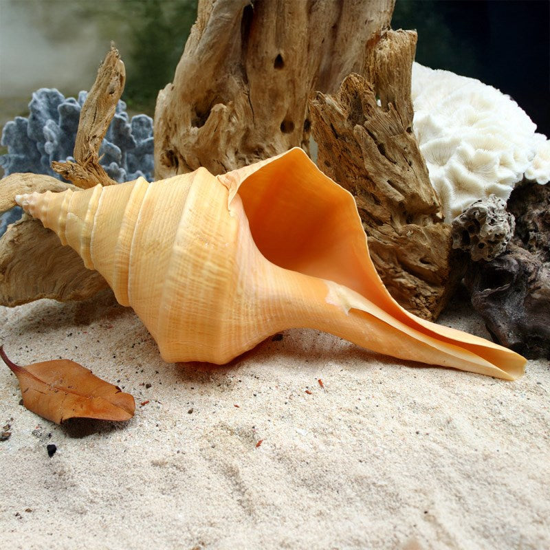 Syrinx aruanus cream yellow