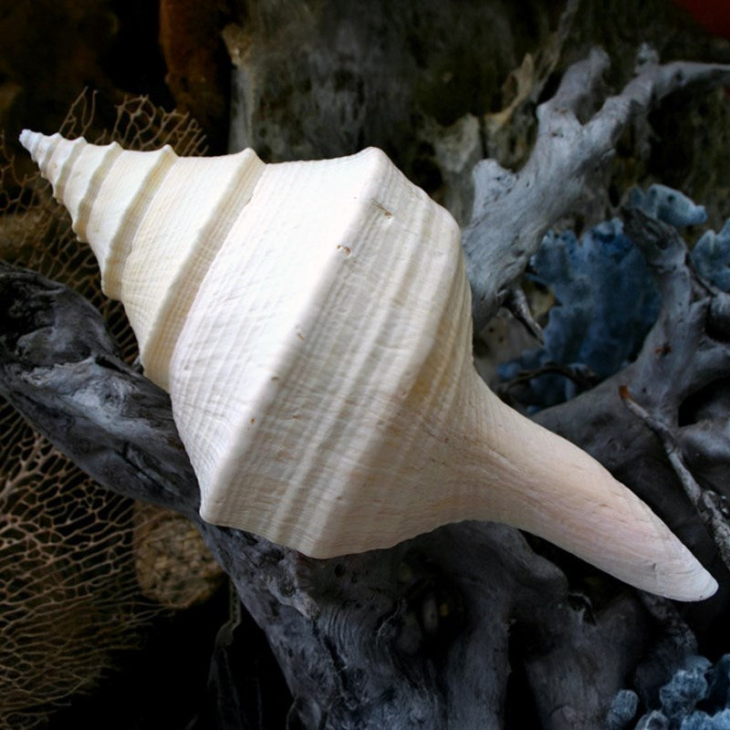 Syrinx aruanus white B-grade