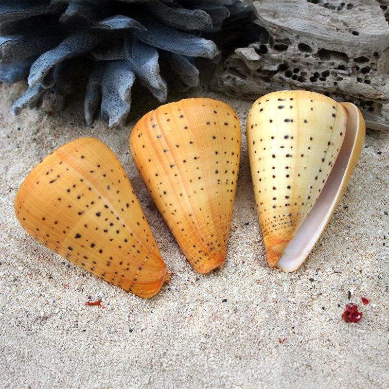 Conus betulinus