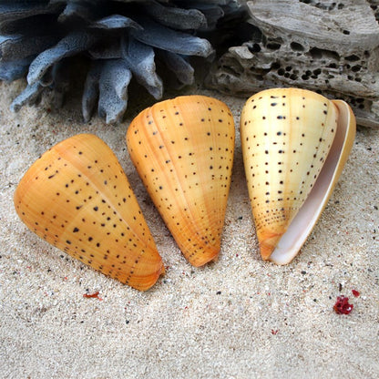 Conus betulinus