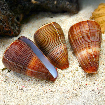 Conus figulinus