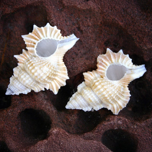 Apollon perca