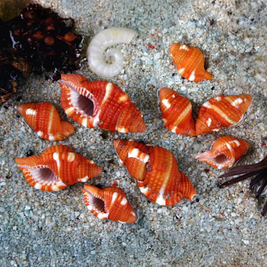 Cymatium rubeculum