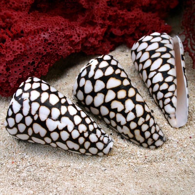Conus marmoreus