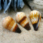 Conus miles
