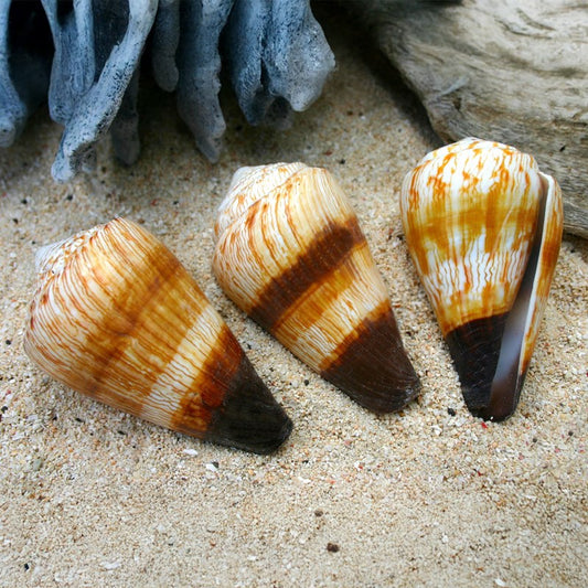 Conus miles