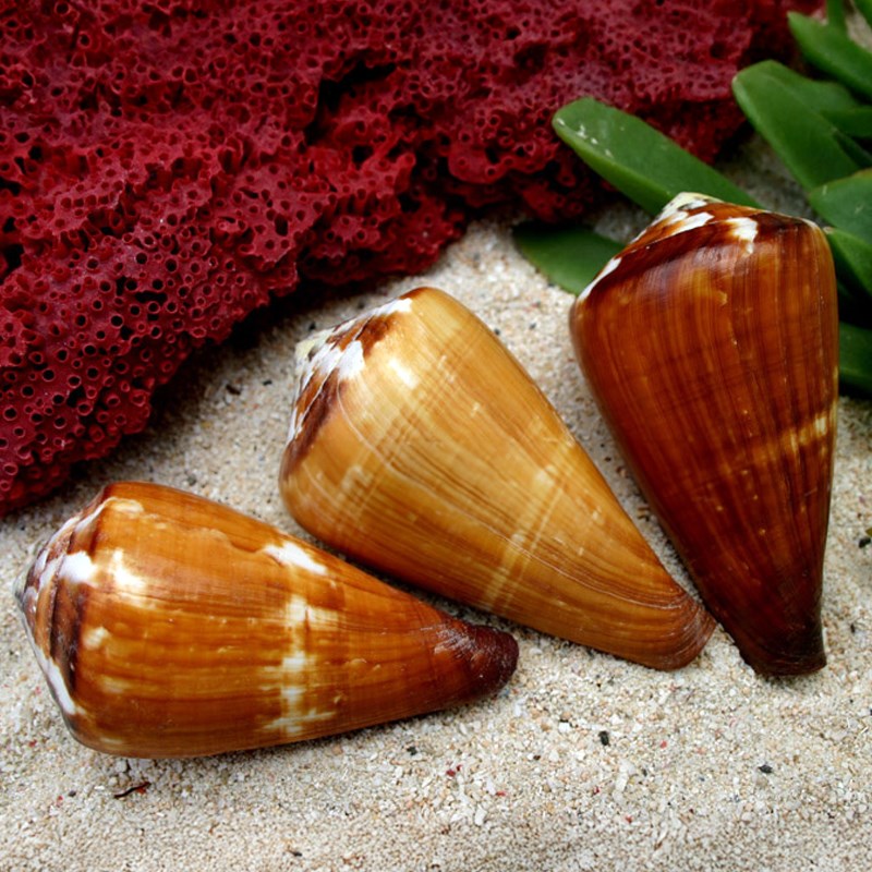 Conus vexillium