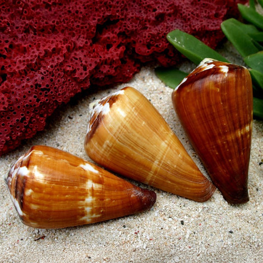 Conus vexillium