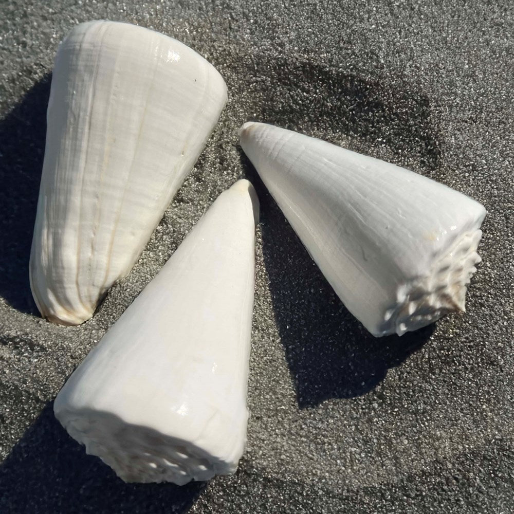 Birgo Shell Conus virgo - heavy white – Marine Arts