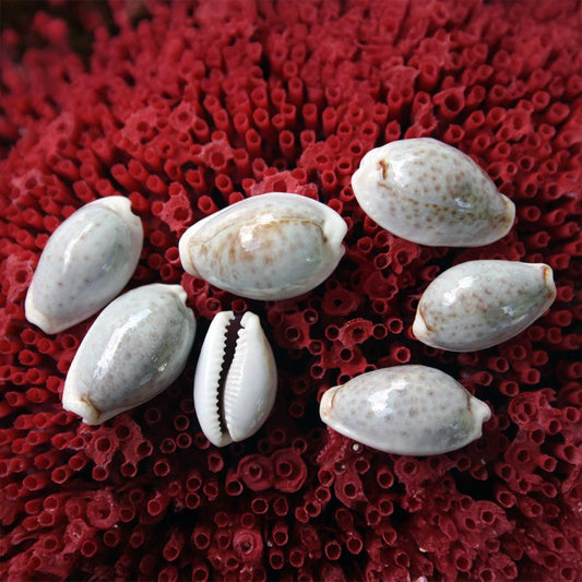Cypraea boivinii