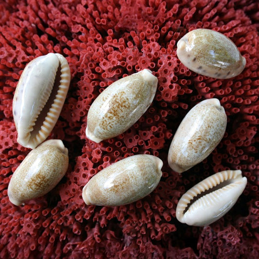 Cypraea caurica