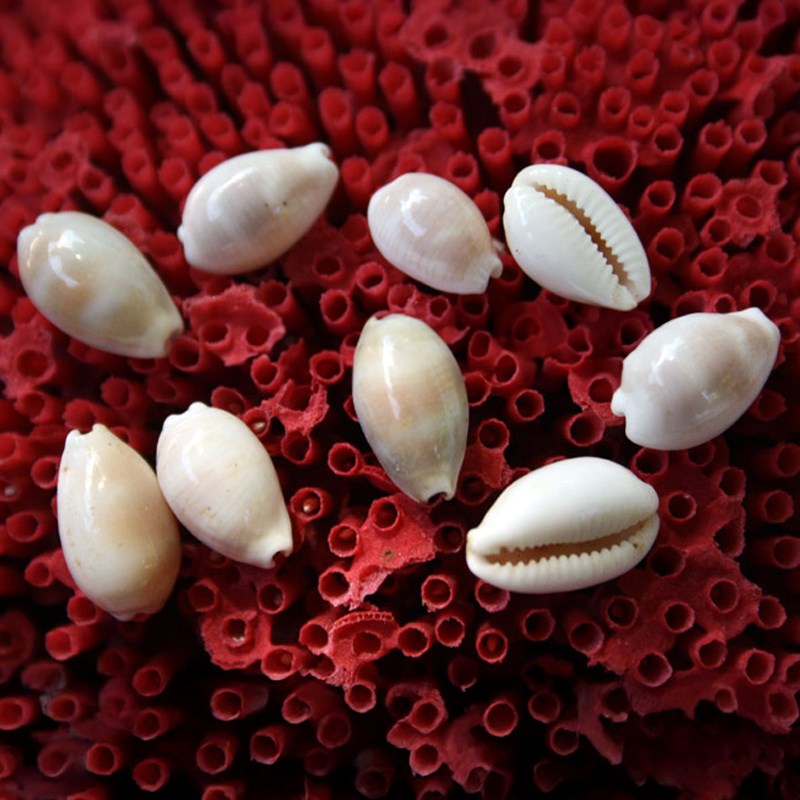 Cypraea clandestina