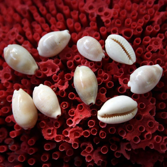 Cypraea clandestina