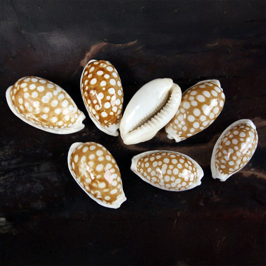 Cypraea cribraria