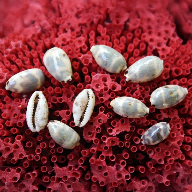 Cypraea keineri