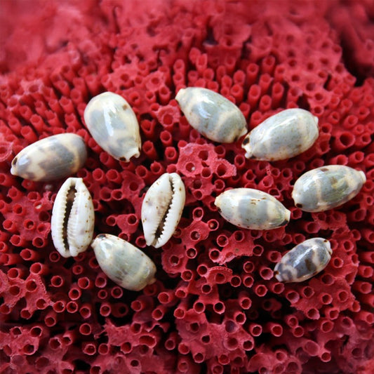 Cypraea keineri