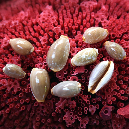Cypraea limacina