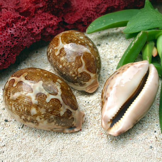 Cypraea mappa