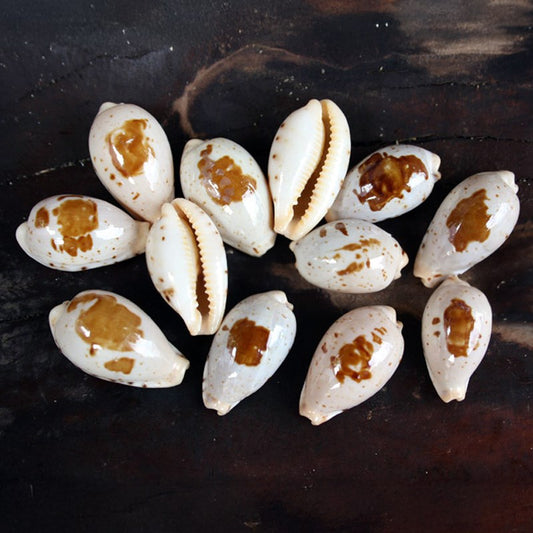 Cypraea saulae