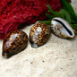 Cypraea tigris
