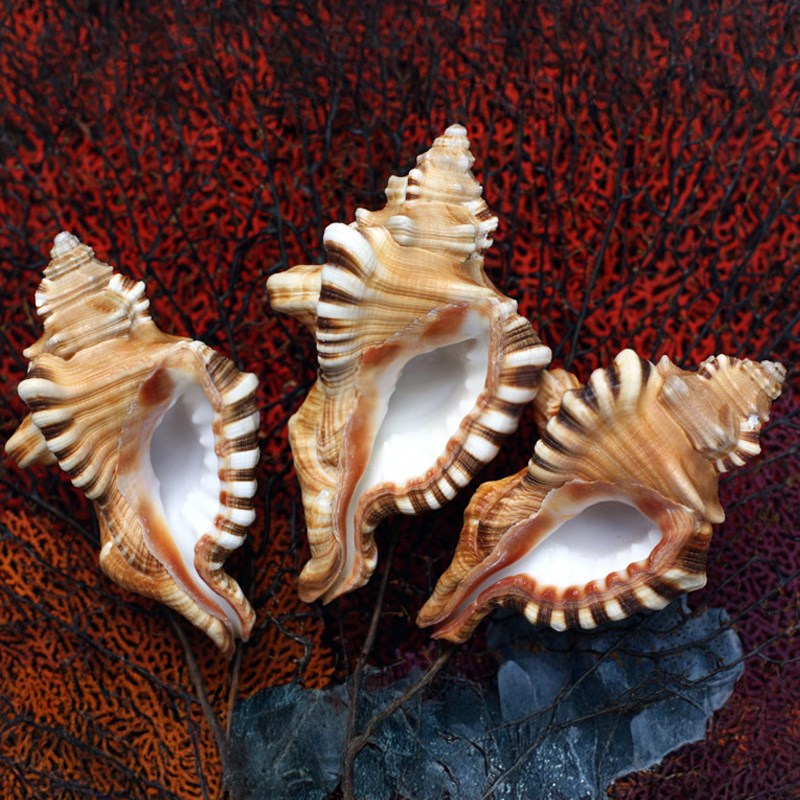 Cymatium perryi