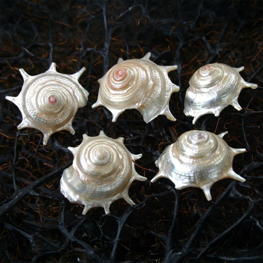 Guilfordia triumphans pearled