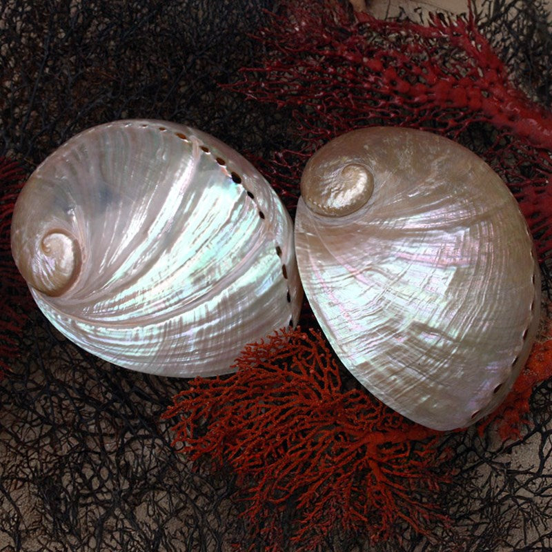 Haliotis laevigata polished small HLSHP